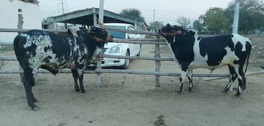 Black Ablaq print bachra jori | Cow | Bull | Bachra For qurbani