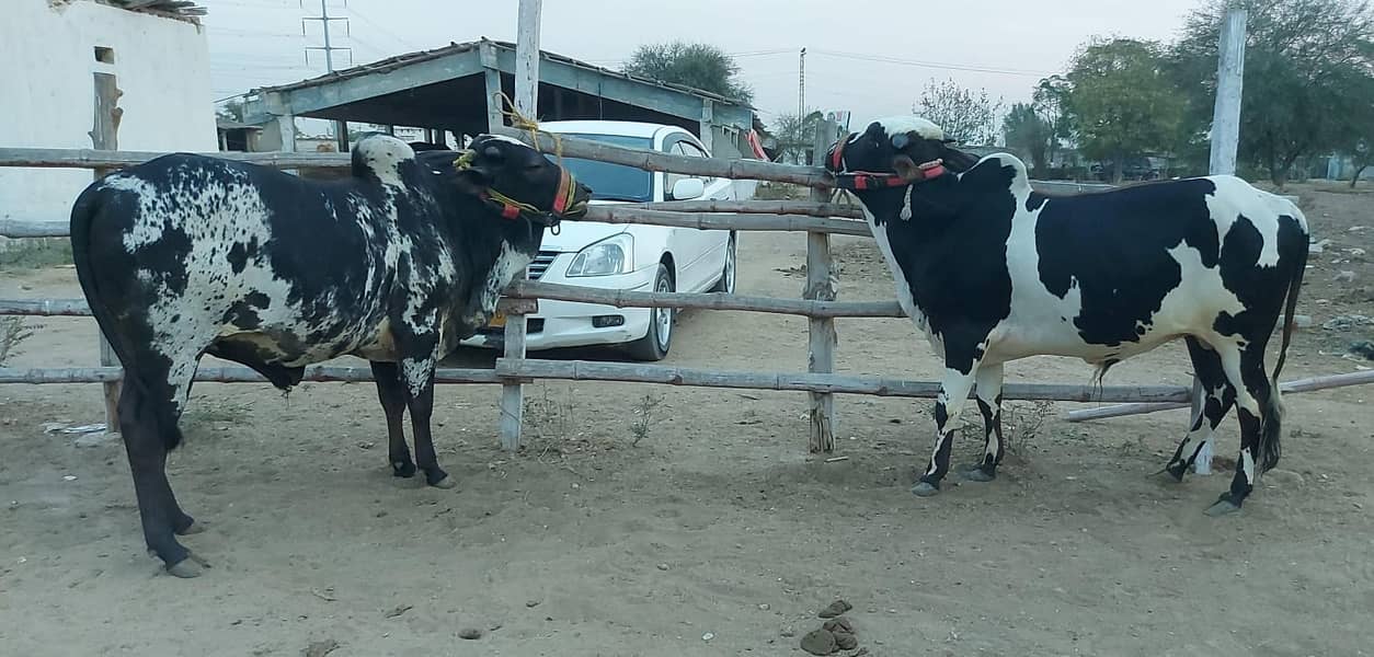 Black Ablaq print bachra jori | Cow | Bull | Bachra For qurbani 0