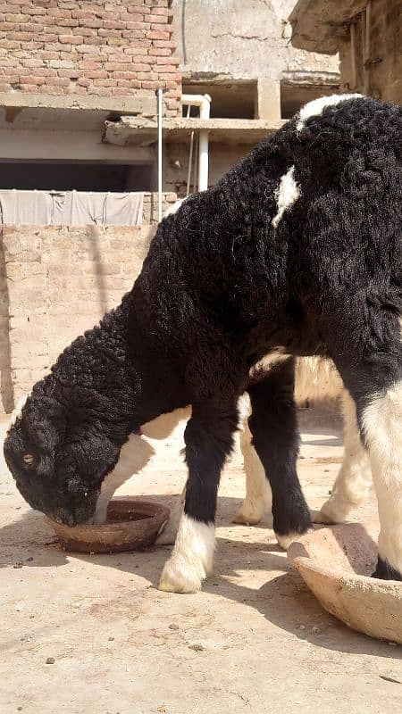 pure khadali  male pair 9