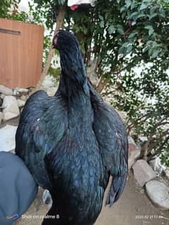 aseel hen for sale