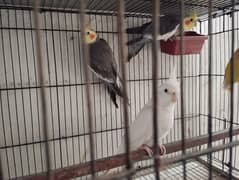 Eno White/Grey cockatiel & loveBird