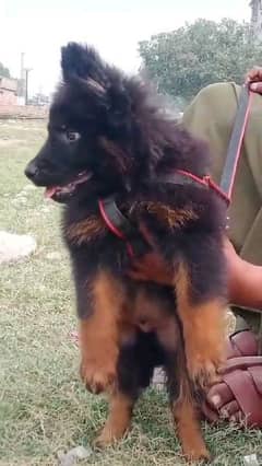 German shepherd puppies Double CoatMy WhatsApp number 03001868066