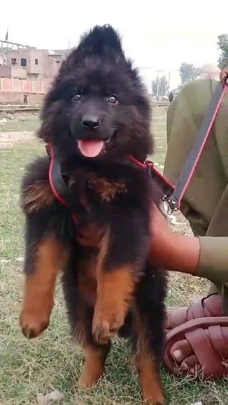 German shepherd puppies Double CoatMy WhatsApp number 03001868066 2