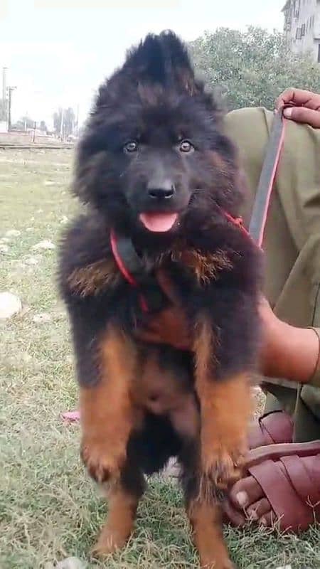 German shepherd puppies Double CoatMy WhatsApp number 03001868066 3