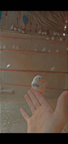 zebra finches