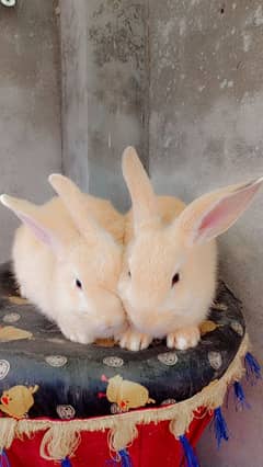 flamish and newzland rabbits