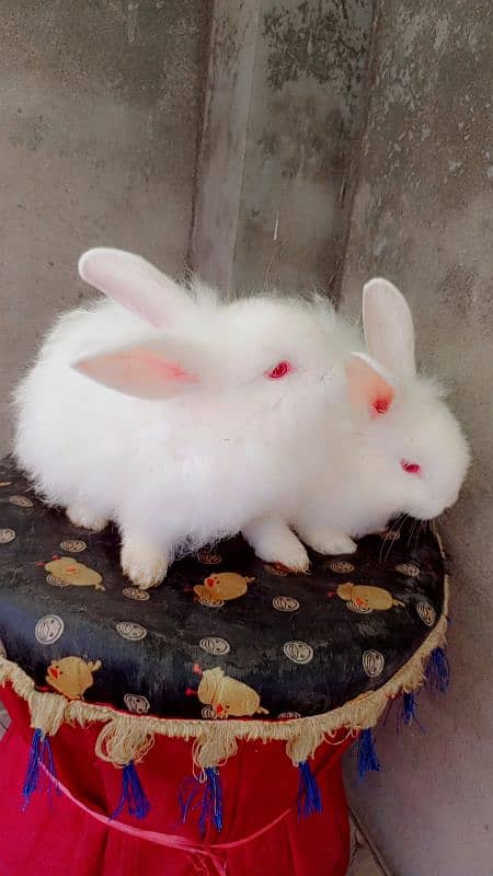 flamish and newzland rabbits 10