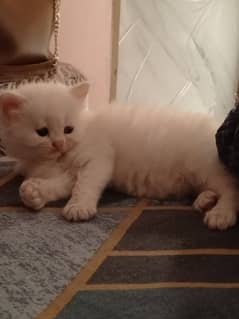 persian kittens for sale