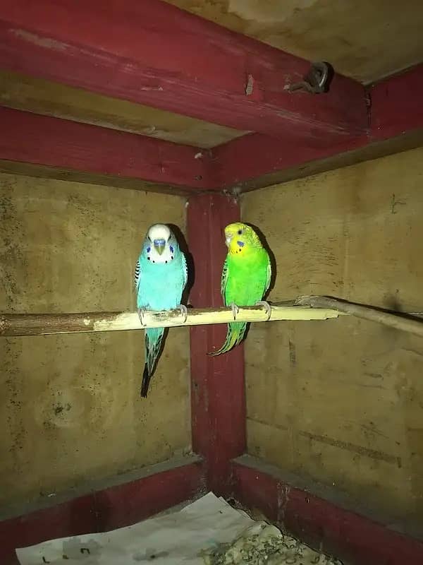 Beautiful Pair of Budgries for Sale – Perfect Companions! 4