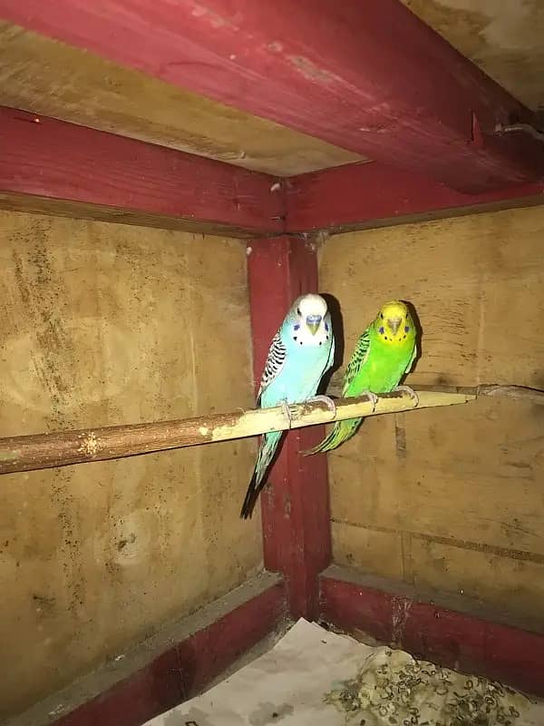 Beautiful Pair of Budgries for Sale – Perfect Companions! 5