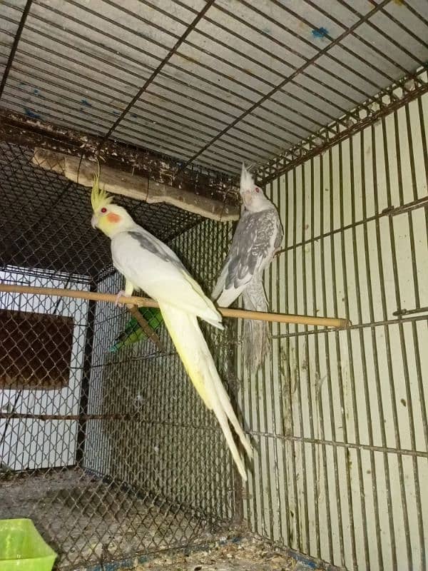 Cocktail And Love Birds Parrots For Sale In Reasonable Price 3