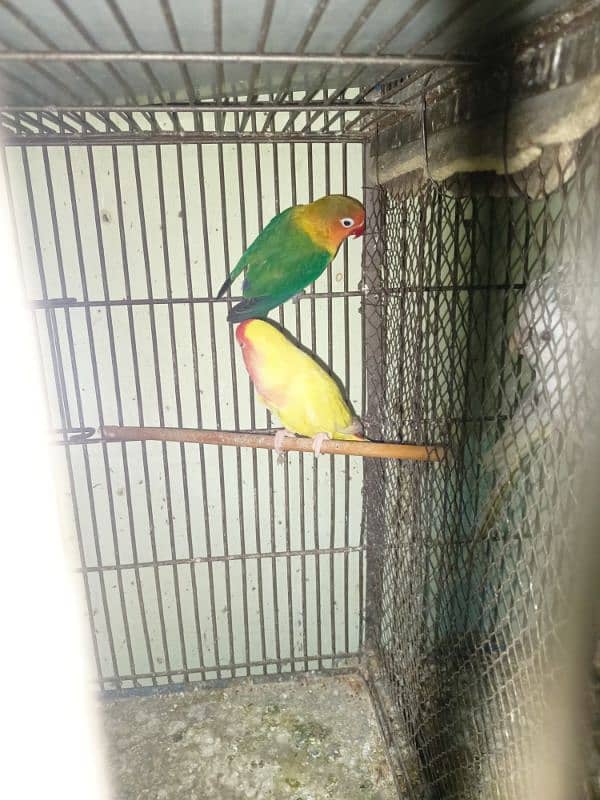 Cocktail And Love Birds Parrots For Sale In Reasonable Price 6