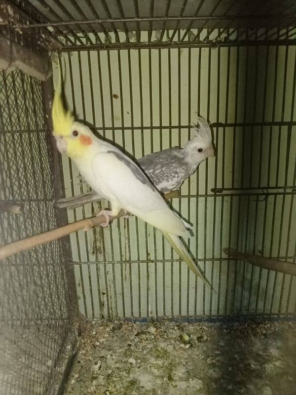 Cocktail And Love Birds Parrots For Sale In Reasonable Price 7