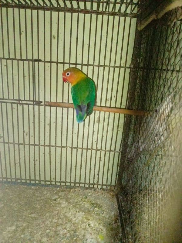 Cocktail And Love Birds Parrots For Sale In Reasonable Price 11