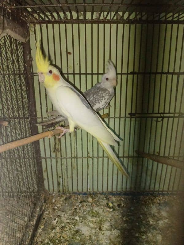 Cocktail And Love Birds Parrots For Sale In Reasonable Price 13