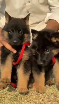 German shepherd puppies Double CoatMy WhatsApp number 03001868066