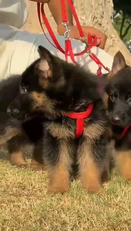 German shepherd puppies Double CoatMy WhatsApp number 03001868066 1