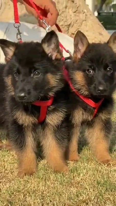 German shepherd puppies Double CoatMy WhatsApp number 03001868066 3