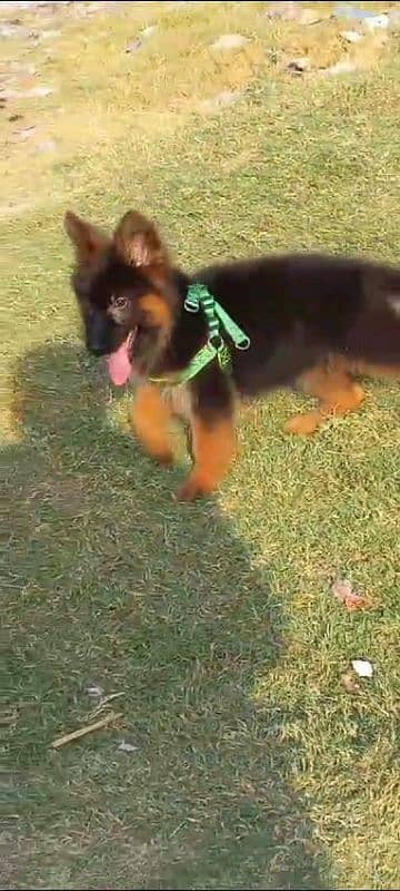 German shepherd puppies Double CoatMy WhatsApp number 03001868066 3