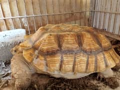 Sulcata tortoises for sale