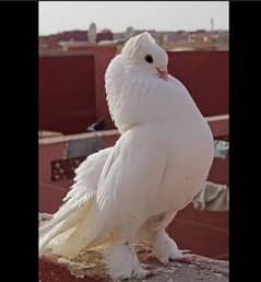 indian fantail pigeons looking for new shelter