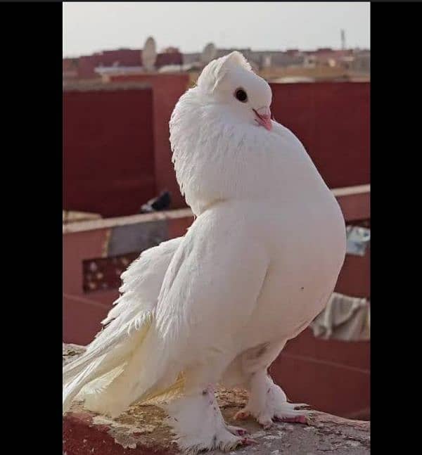 indian fantail pigeons looking for new shelter 0