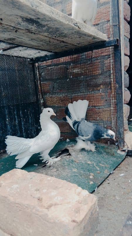 indian fantail pigeons looking for new shelter 3