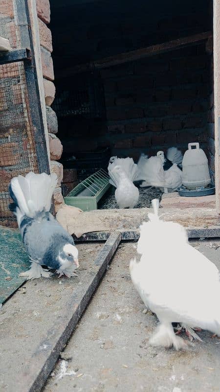 indian fantail pigeons looking for new shelter 4