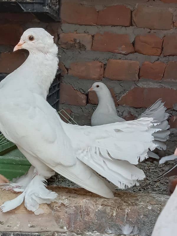 indian fantail pigeons looking for new shelter 8