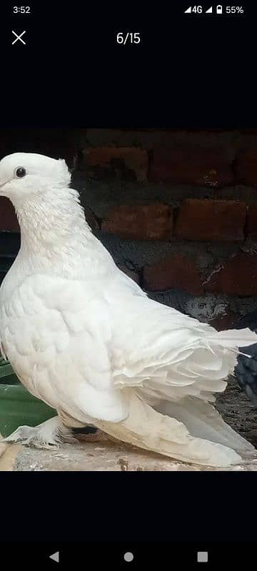 indian fantail pigeons looking for new shelter 9