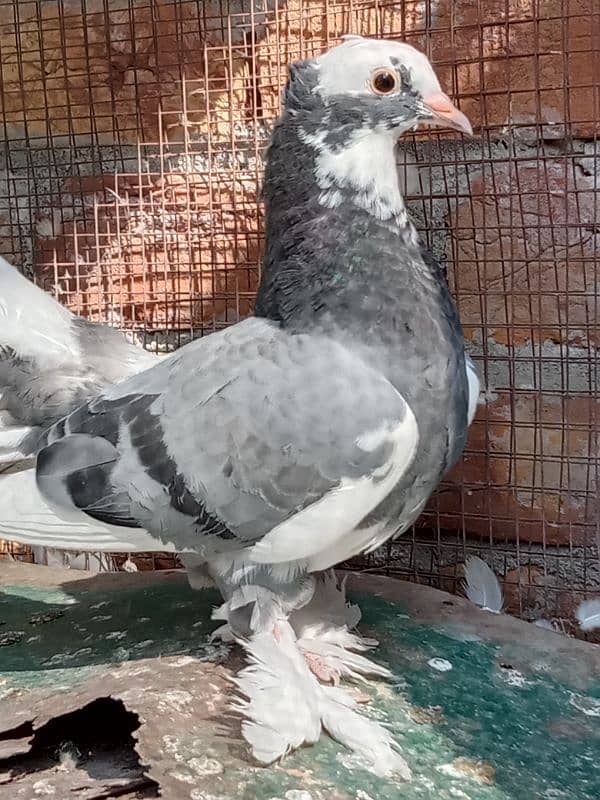 indian fantail pigeons looking for new shelter 10