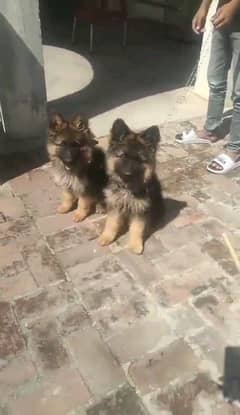 German shepherd puppies Double CoatMy WhatsApp number 03001868066