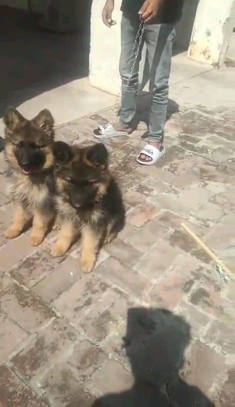 German shepherd puppies Double CoatMy WhatsApp number 03001868066 1