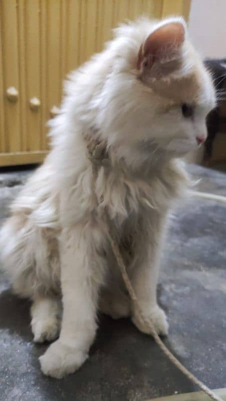 triple coated Persian cat for sale 0