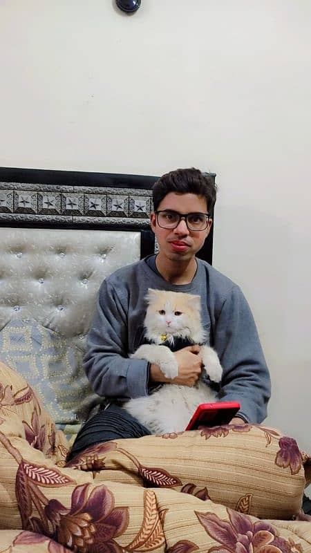 triple coated Persian cat for sale 4