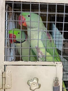 raw parrot pair for sale