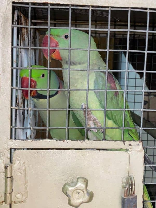 raw parrot pair for sale 0