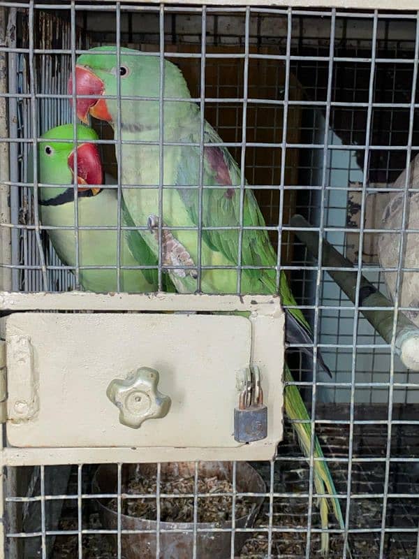 raw parrot pair for sale 1