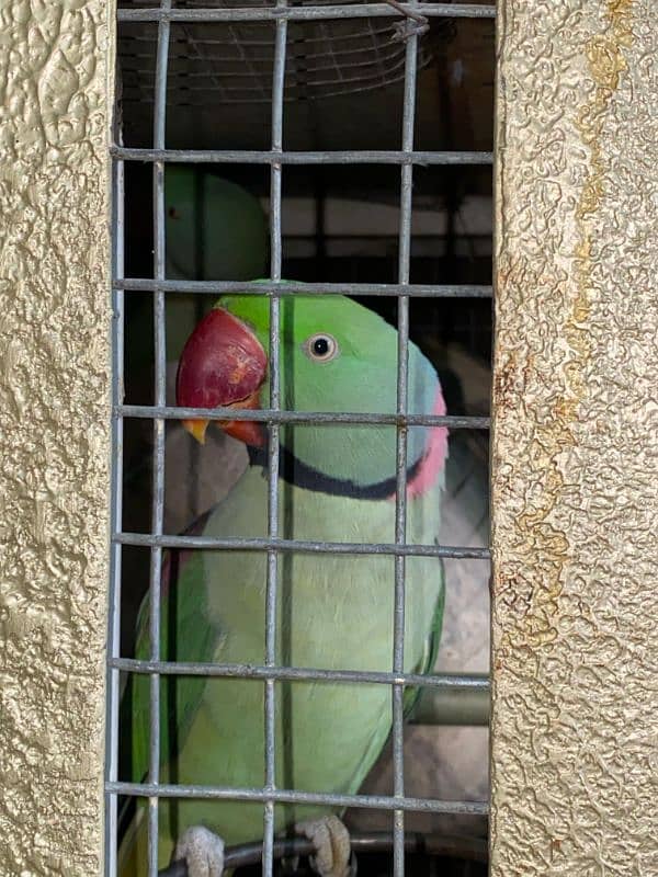 raw parrot pair for sale 2