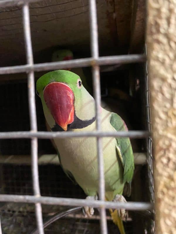 raw parrot pair for sale 3