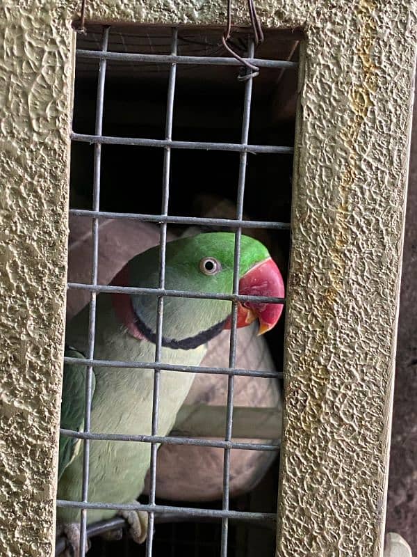 raw parrot pair for sale 4