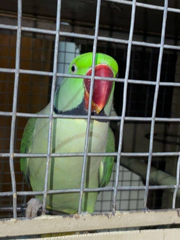 raw parrot pair for sale 6