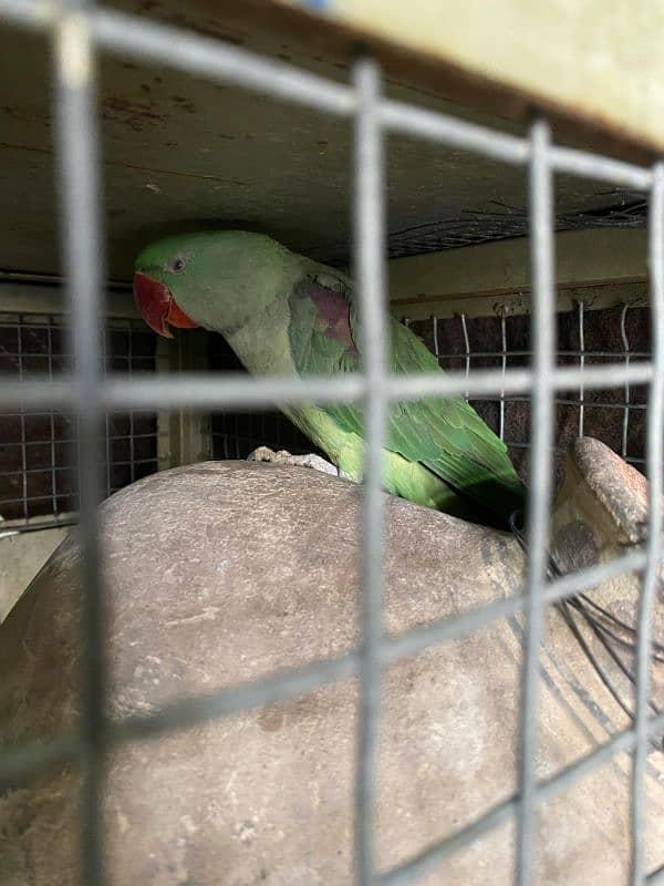 raw parrot pair for sale 7