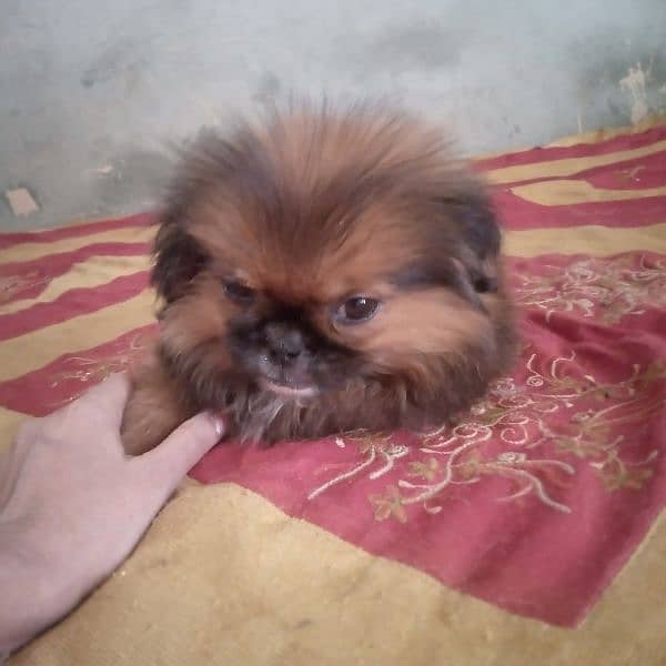 Pomeranian puppy 1