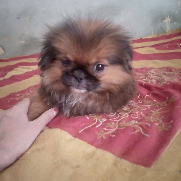 Pomeranian puppy 2