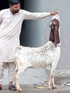 Desi Gabn Bakri sale