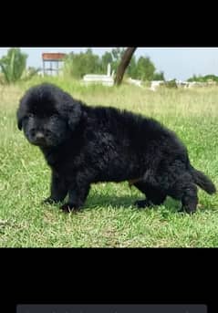 black Shepherd long coat ek mahina for sale