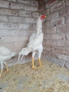 white oh shamo pair for sale