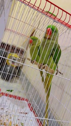 Raw Parrot Male Female Hand Tamed Talking