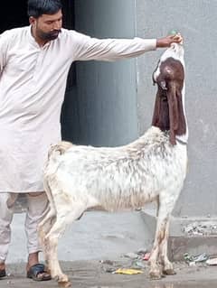 Dasi Bakri Confram 3 month ki Gaban 3 Bachy Deti